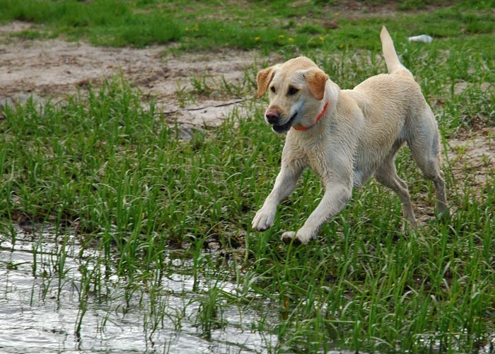 Ruby hits the water DSC_7186email.jpg